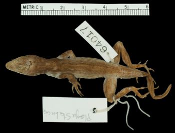 Media type: image;   Herpetology R-64017